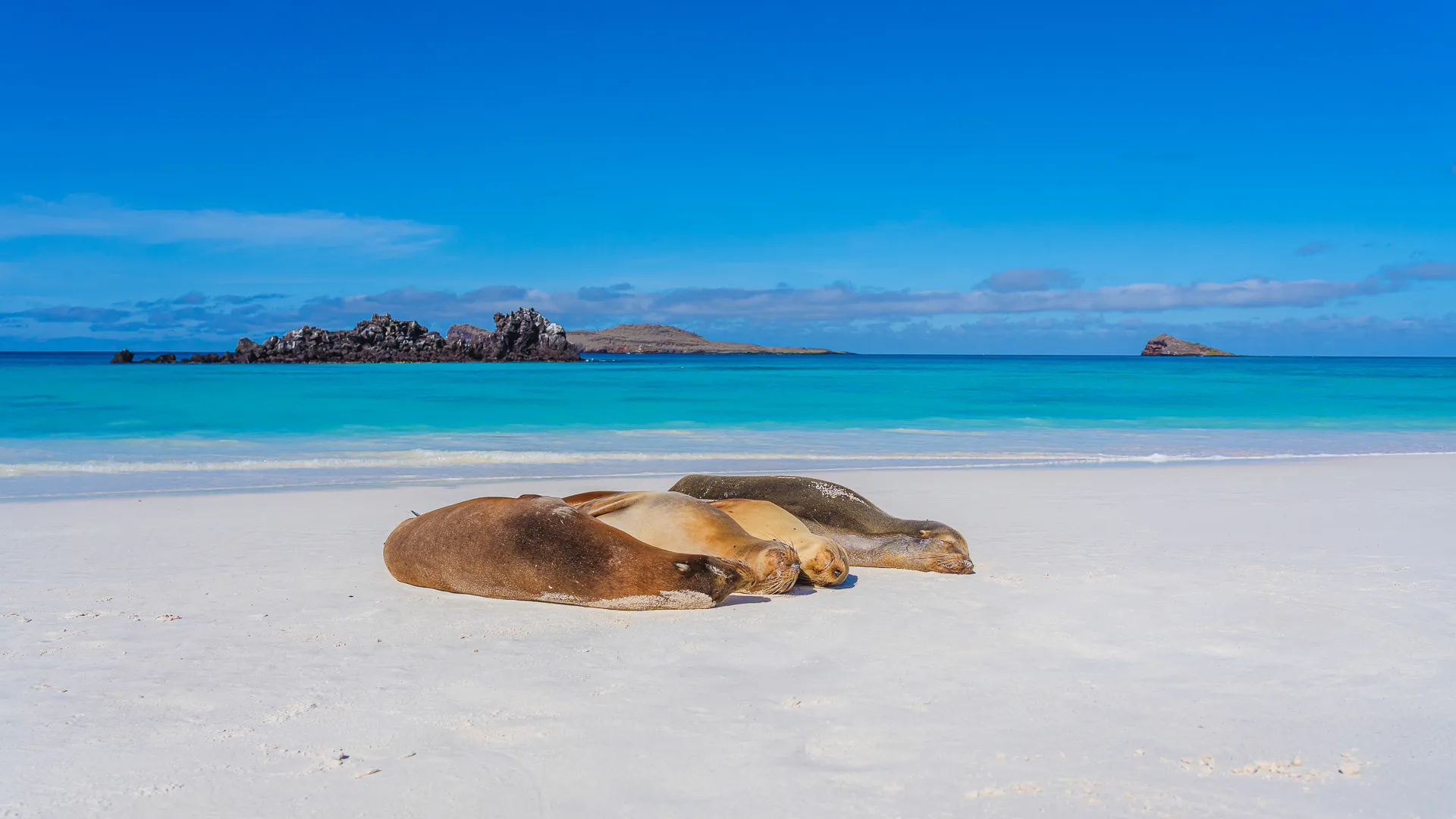 Sea lions lying on a white sand beach in the Galapagos