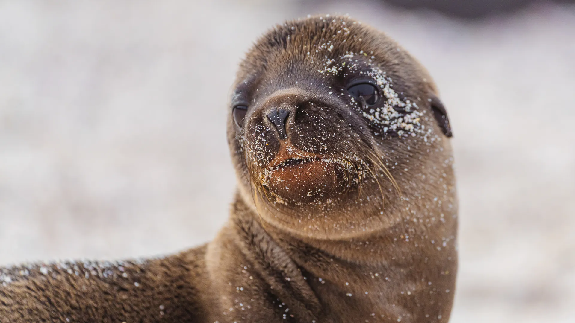 A close-up shot of a sea lion pup in the Galapagos