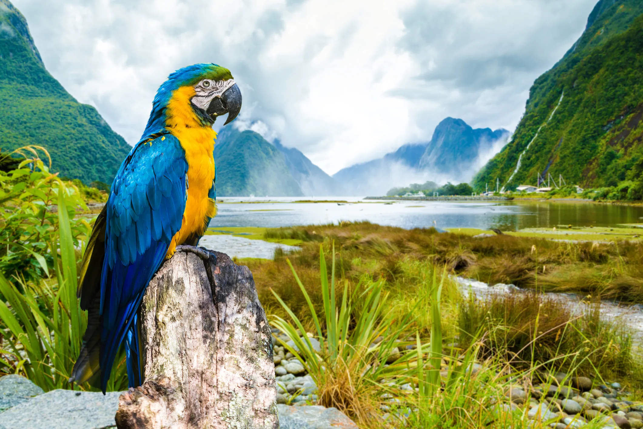 A macaw parrot sits on a branch overlooking Peru's Amazon