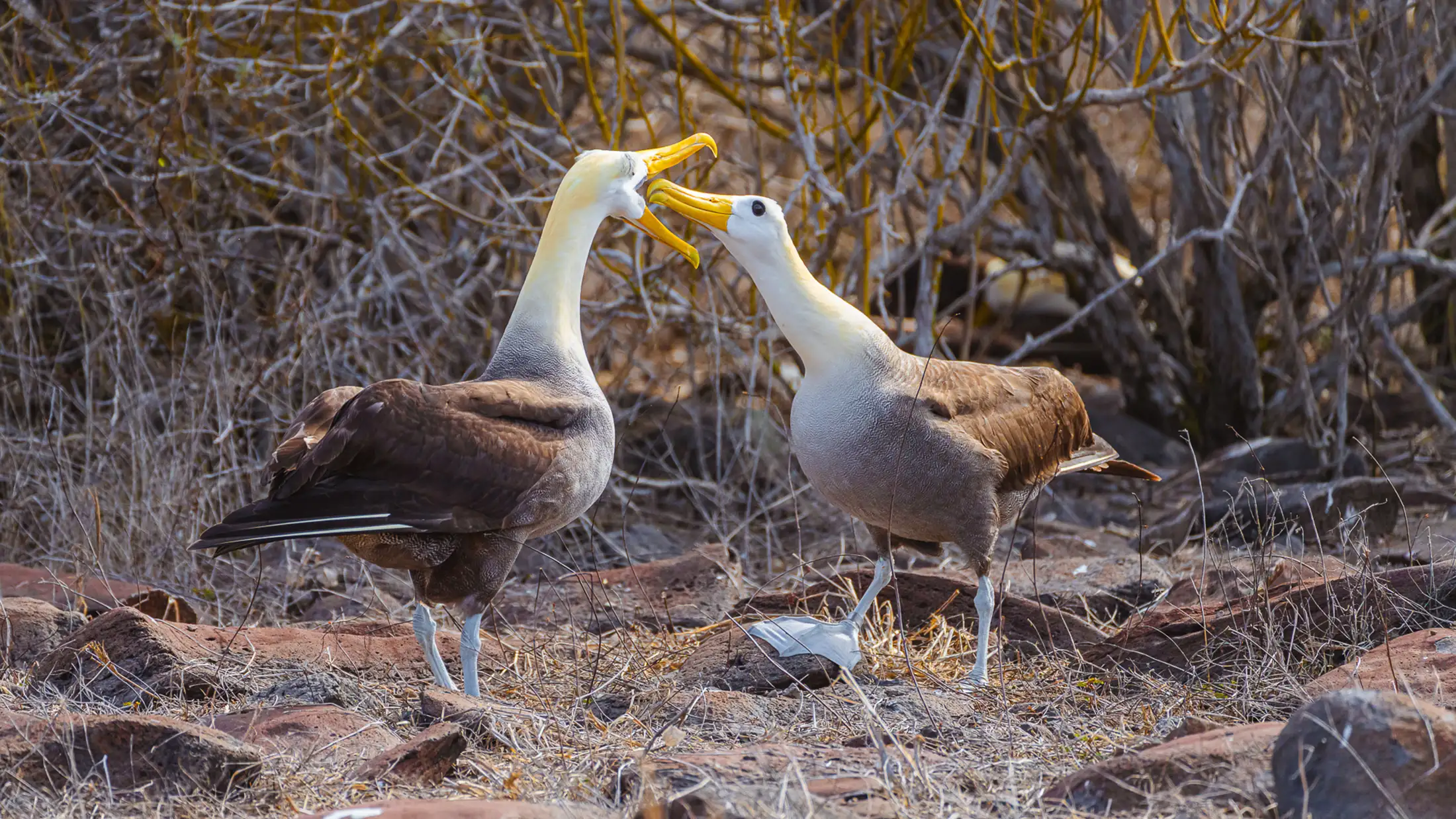 Birds dancing on Espanola island