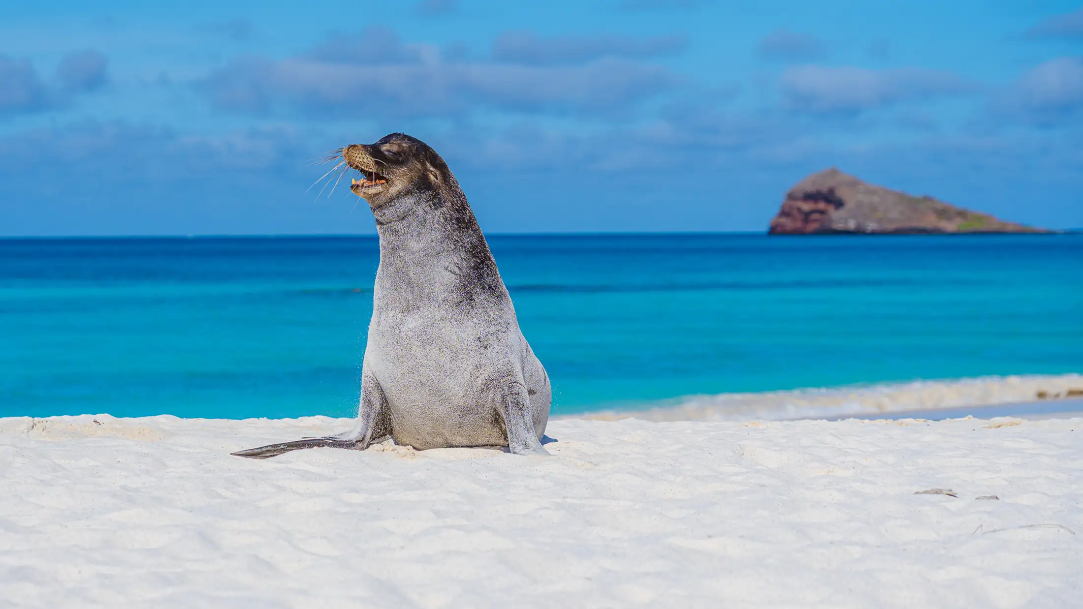 A sea lion sits on a white sand beach in Espanola island