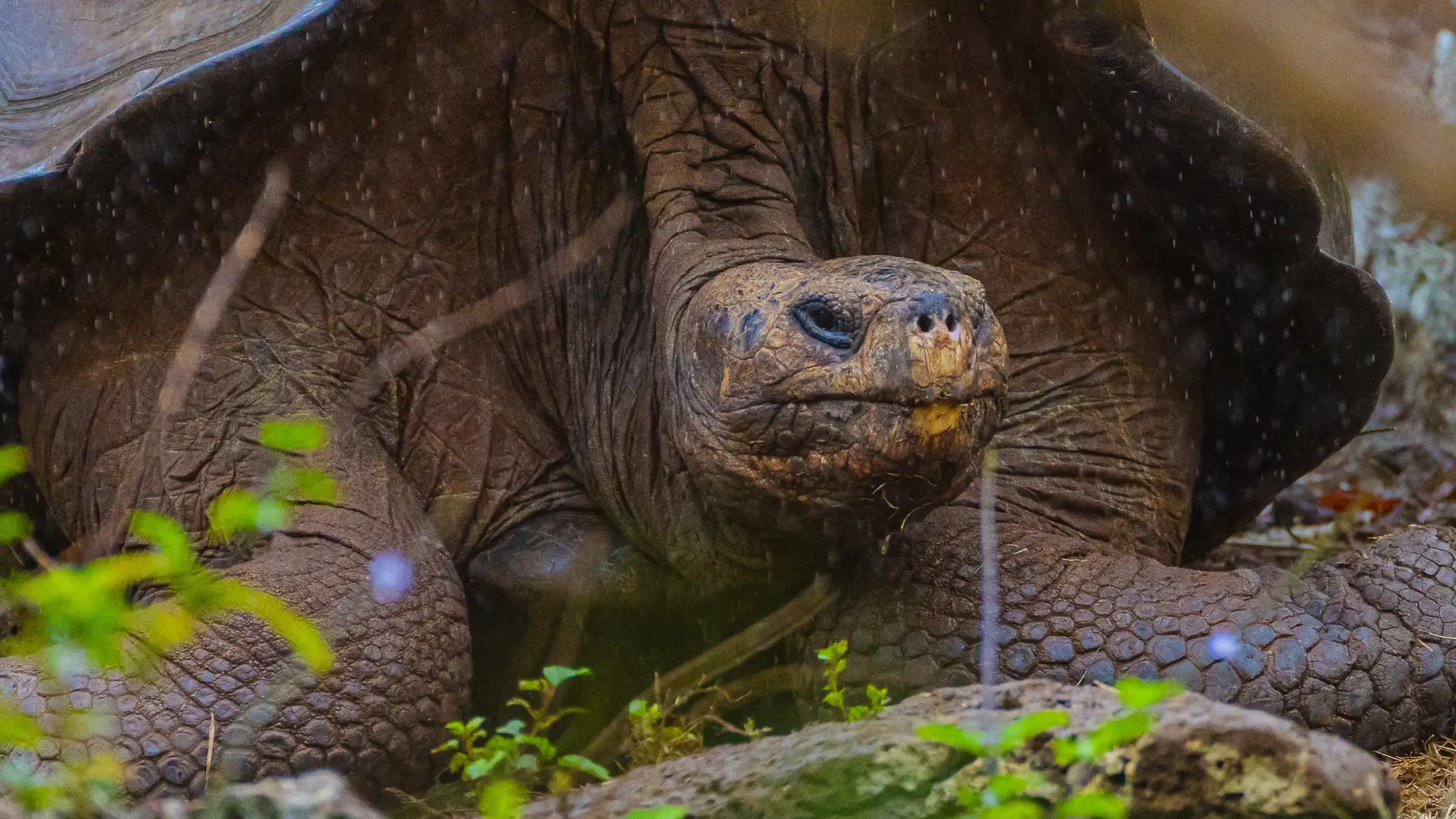 A giant tortoise in San Cristobal, Galapagos