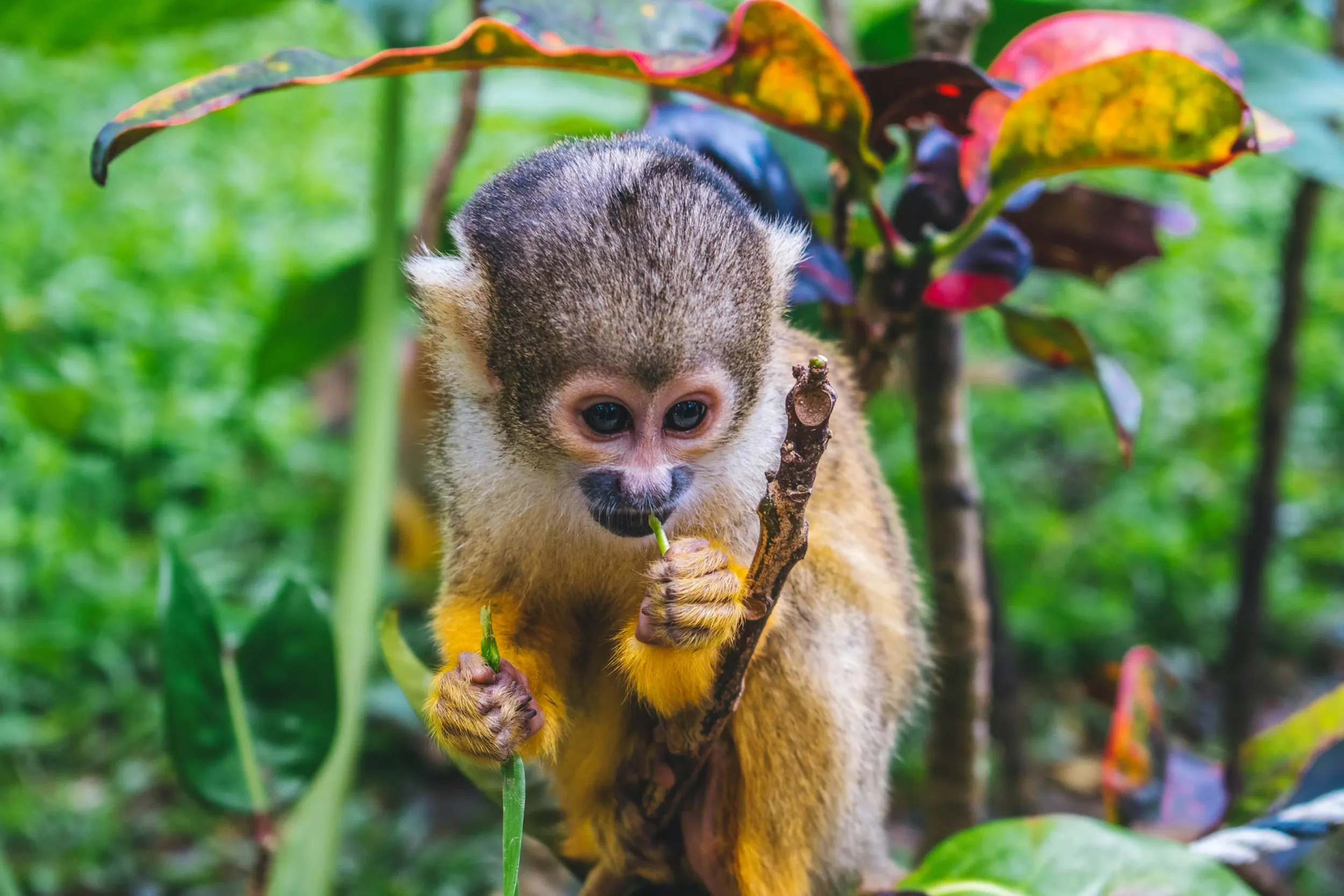 A monkey in Ishigaki