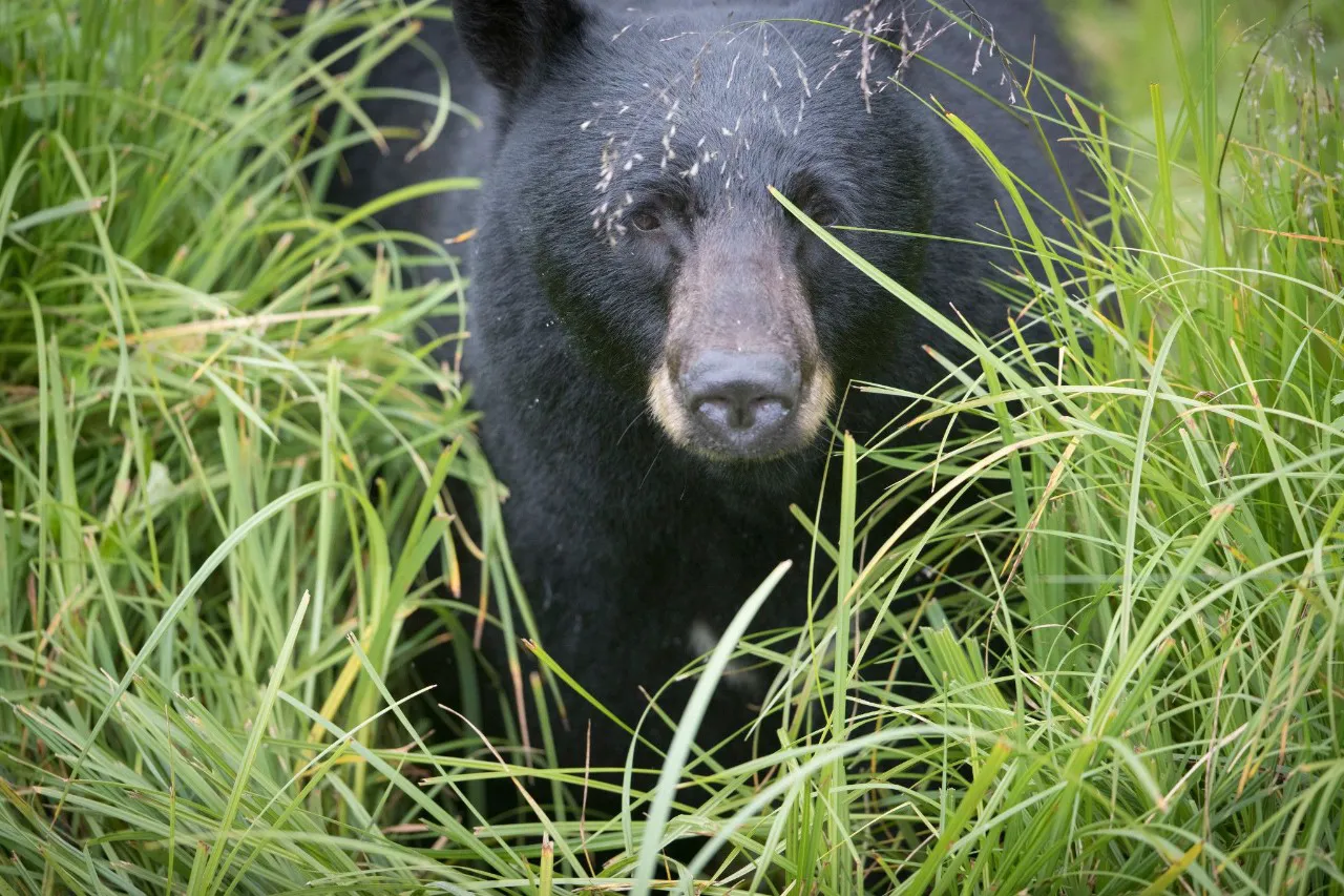A black bear walks through grass in Alaska