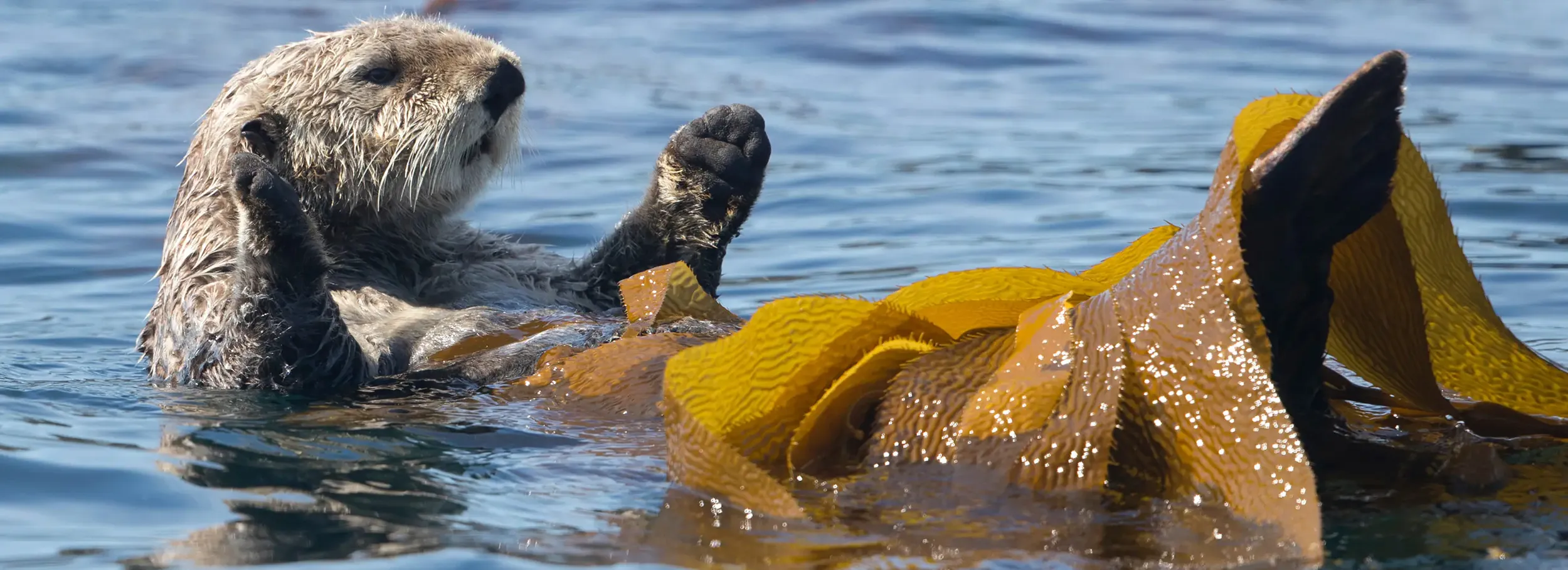A sea otter floats on its back in Alaskan waters