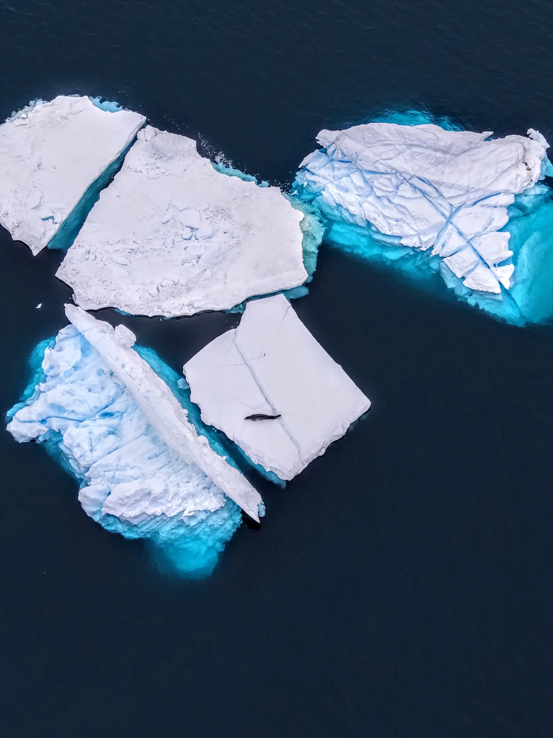 Aerial view of icebergs floating in Antarctica