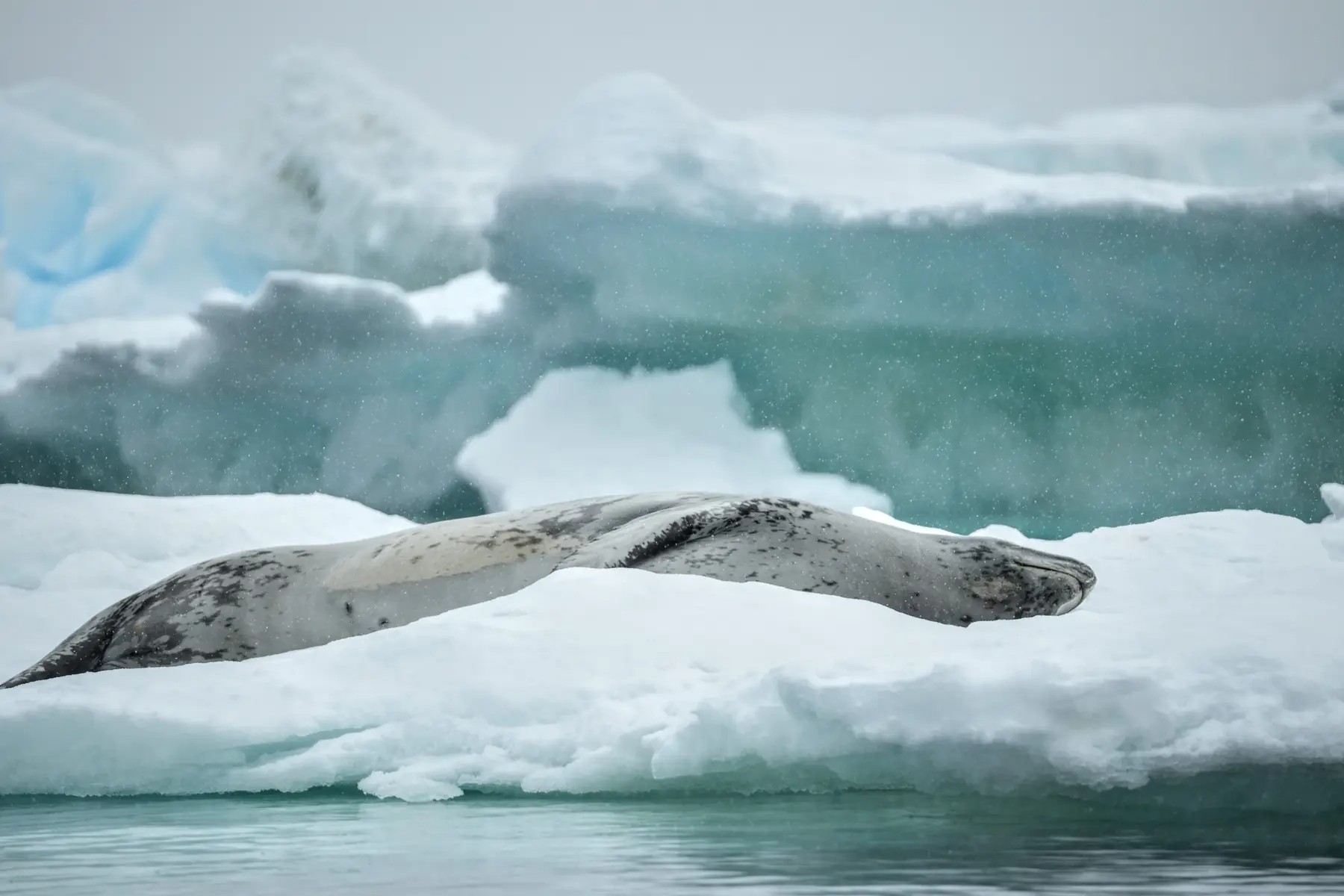 A seal lays on snow in Antarctica