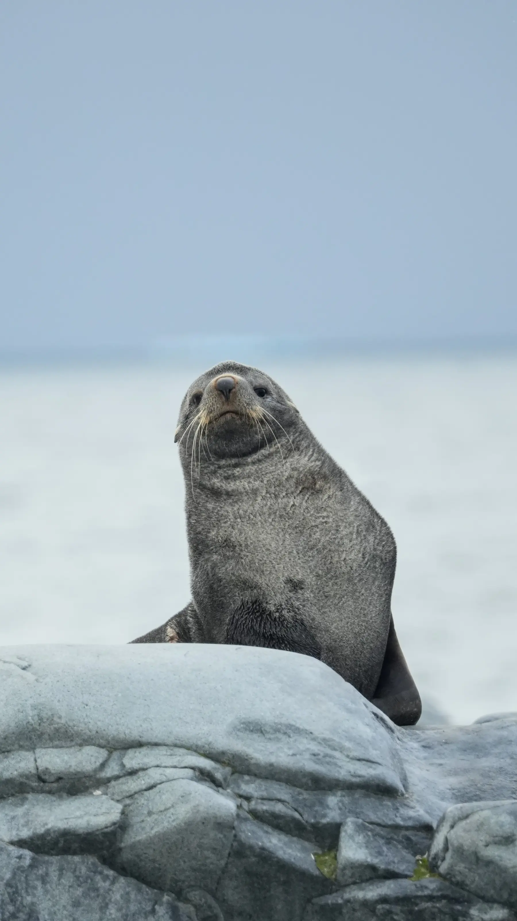 A seal sits on snow in Antarctica