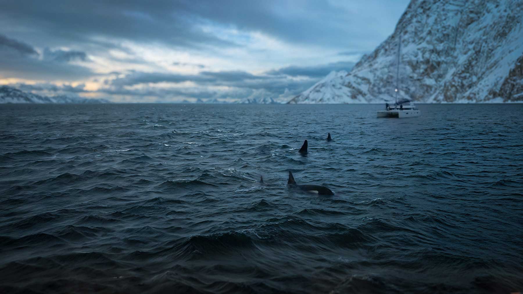 Wild orcas surfacing beside an expedition boat in Arctic Norway