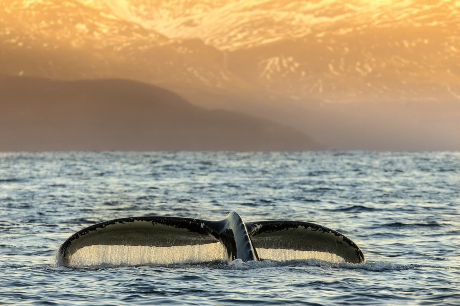 Humpback whale fluke above the water at sunset off Arctic Norway
