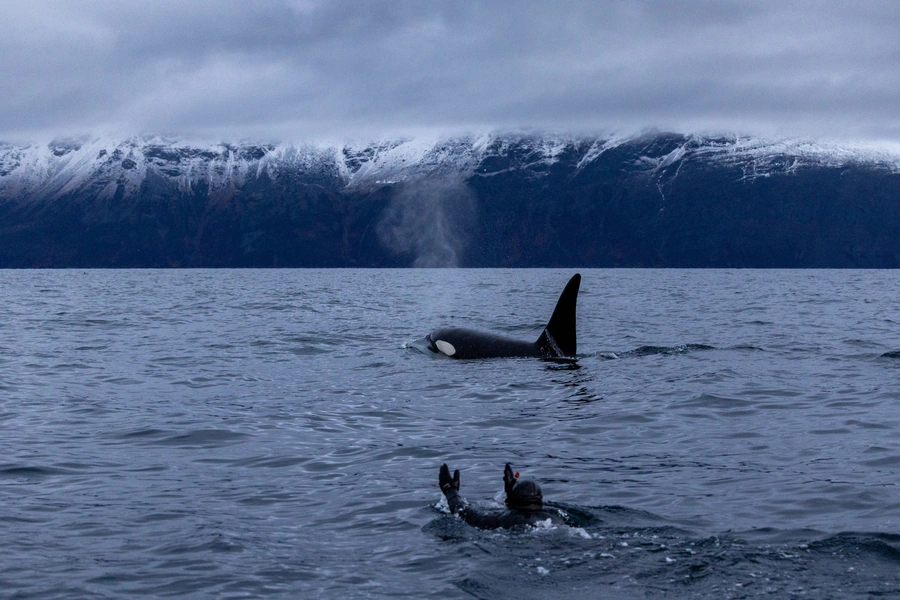 Wild orcas surfacing beside an expedition boat in Arctic Norway