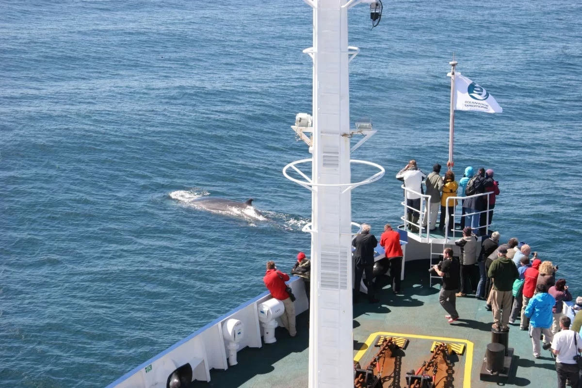 Whale spotting from the bow of MV Plancius