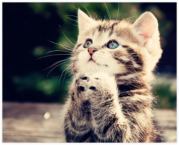 internet-cute-kitten