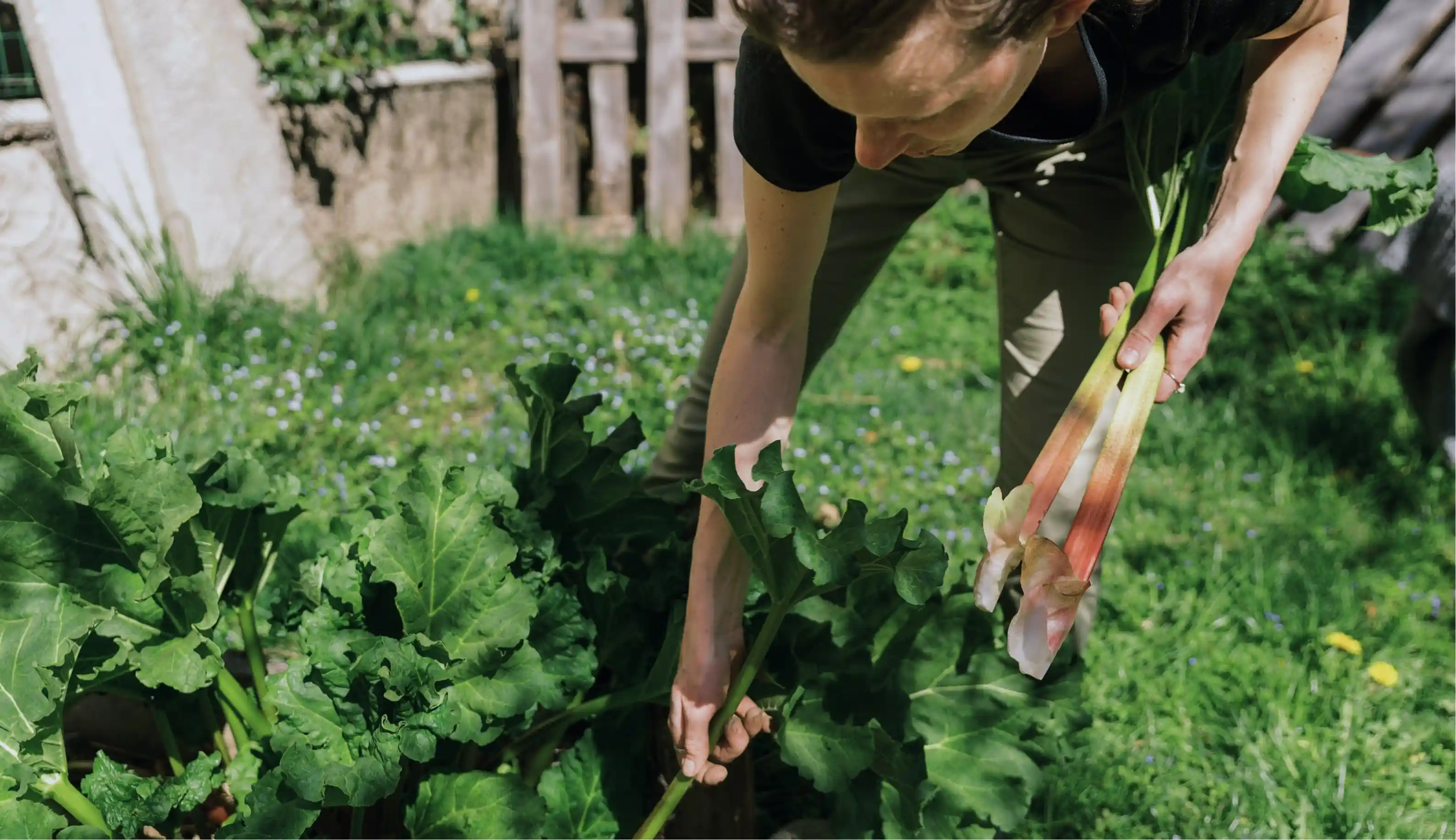 Person harvesting rhubarb stalks with large green leaves in a sunny garden.