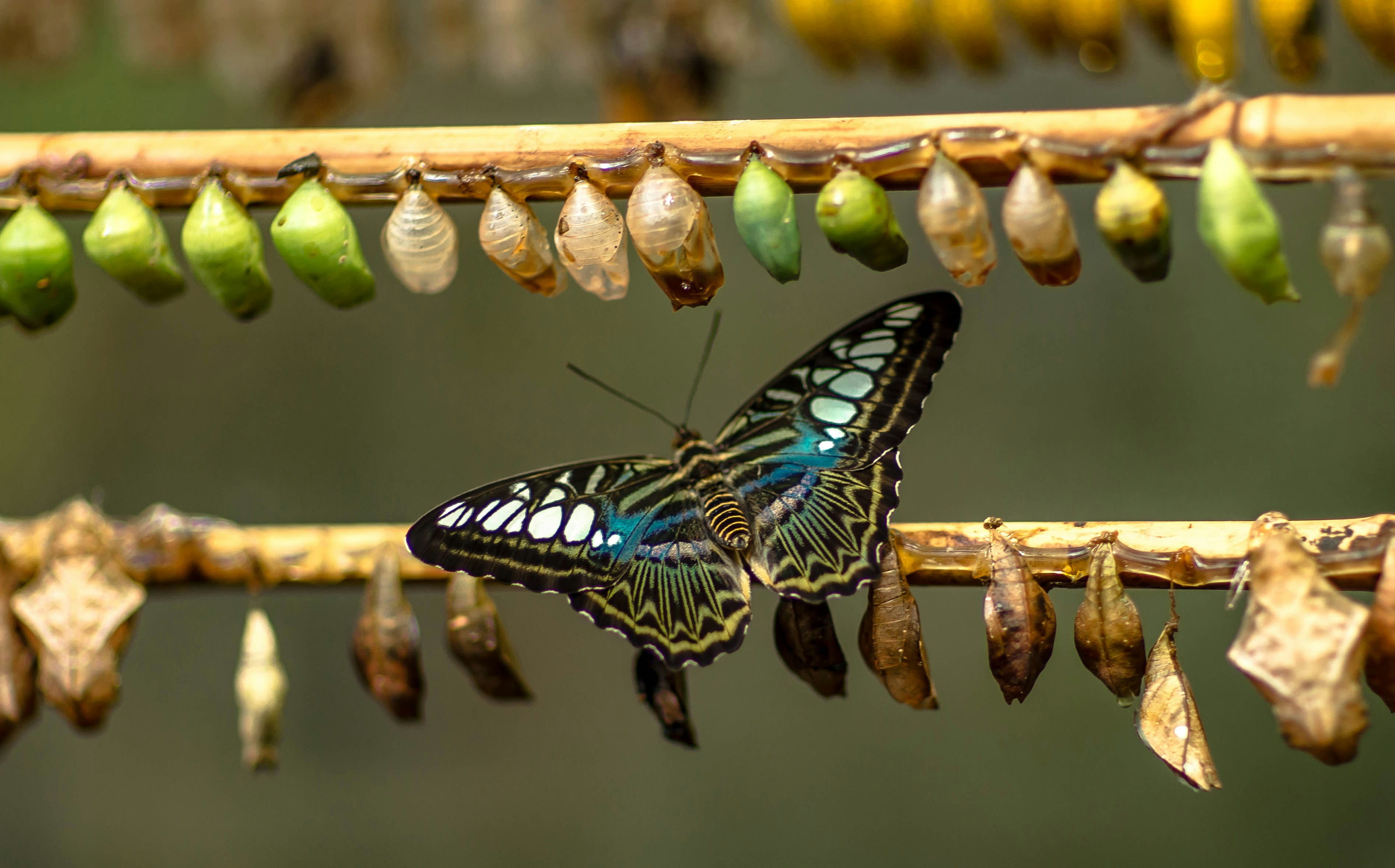 Blue and black butterfly resting on a twig among hanging green and brown butterfly chrysalises in various stages of development.