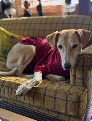 dog