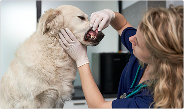 Dental care