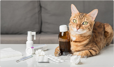 Feline medicine 
