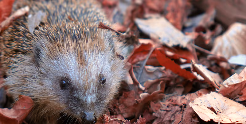Hérisson - emblème de France Nature Environnement 