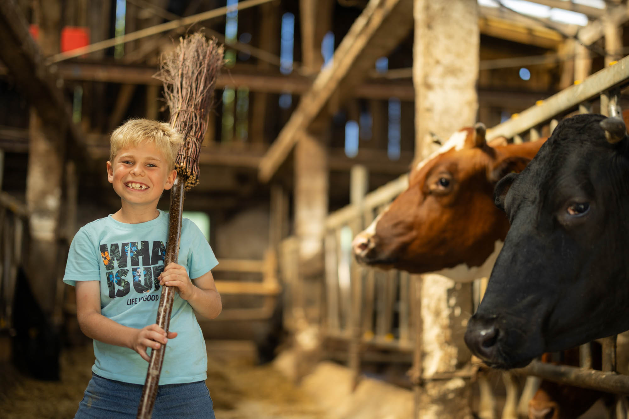 Lächelnder Junge hält in einer Scheune einen Reisigbesen, während zwei Kühe in den Ställen neben ihm stehen.