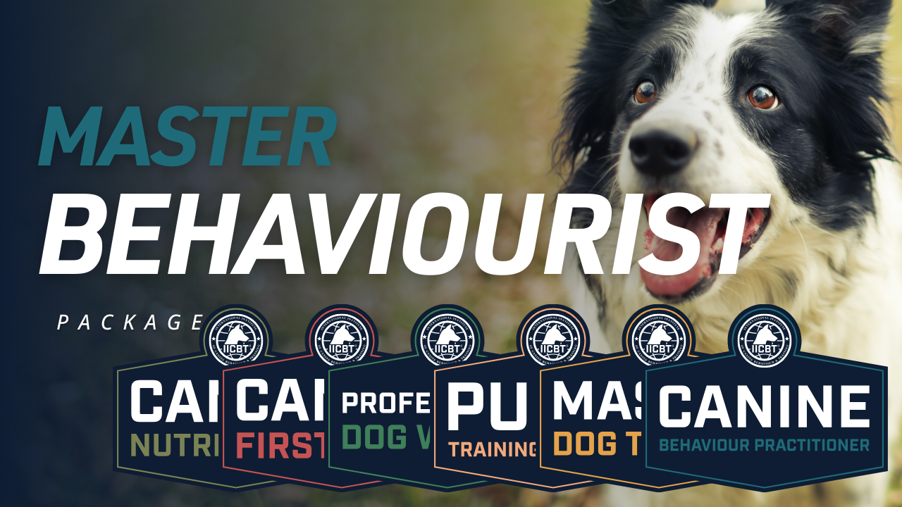 Smiling black and white Border Collie beside text 'Master Behaviourist Package' with six dog training certification badges.