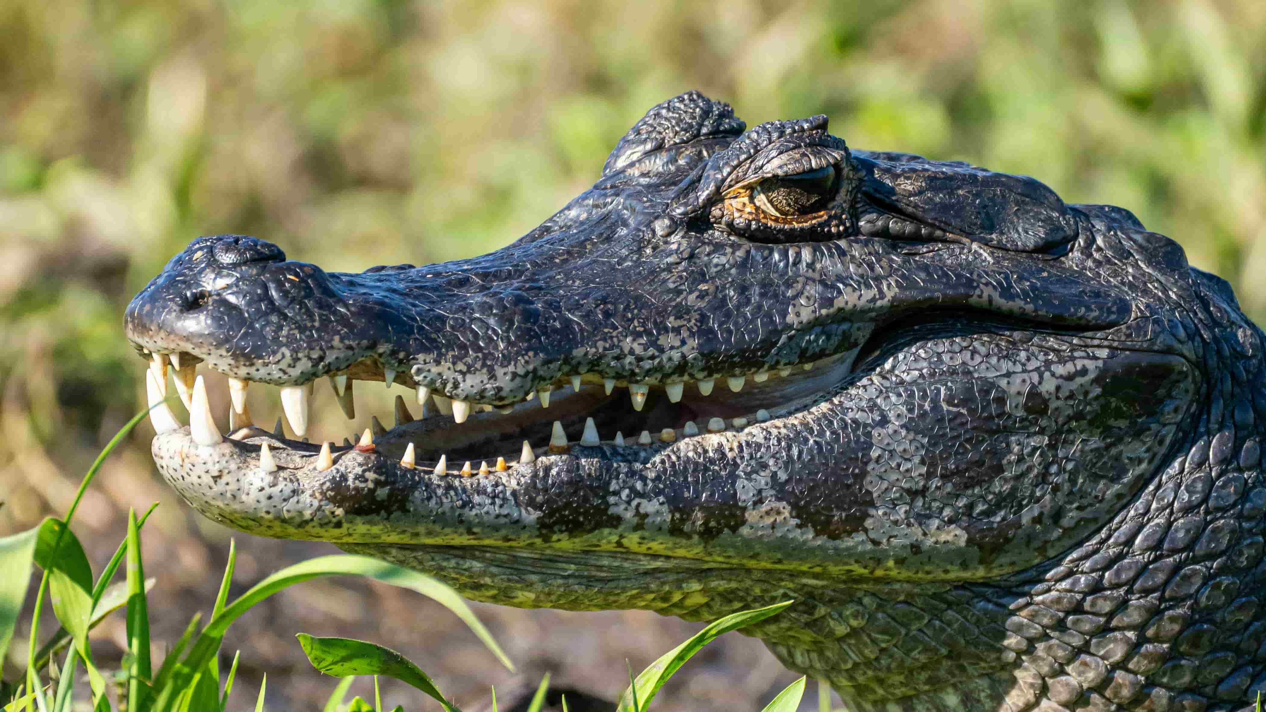 Coccodrillo con 80 denti.