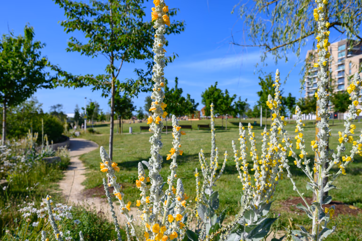 Cator Park
