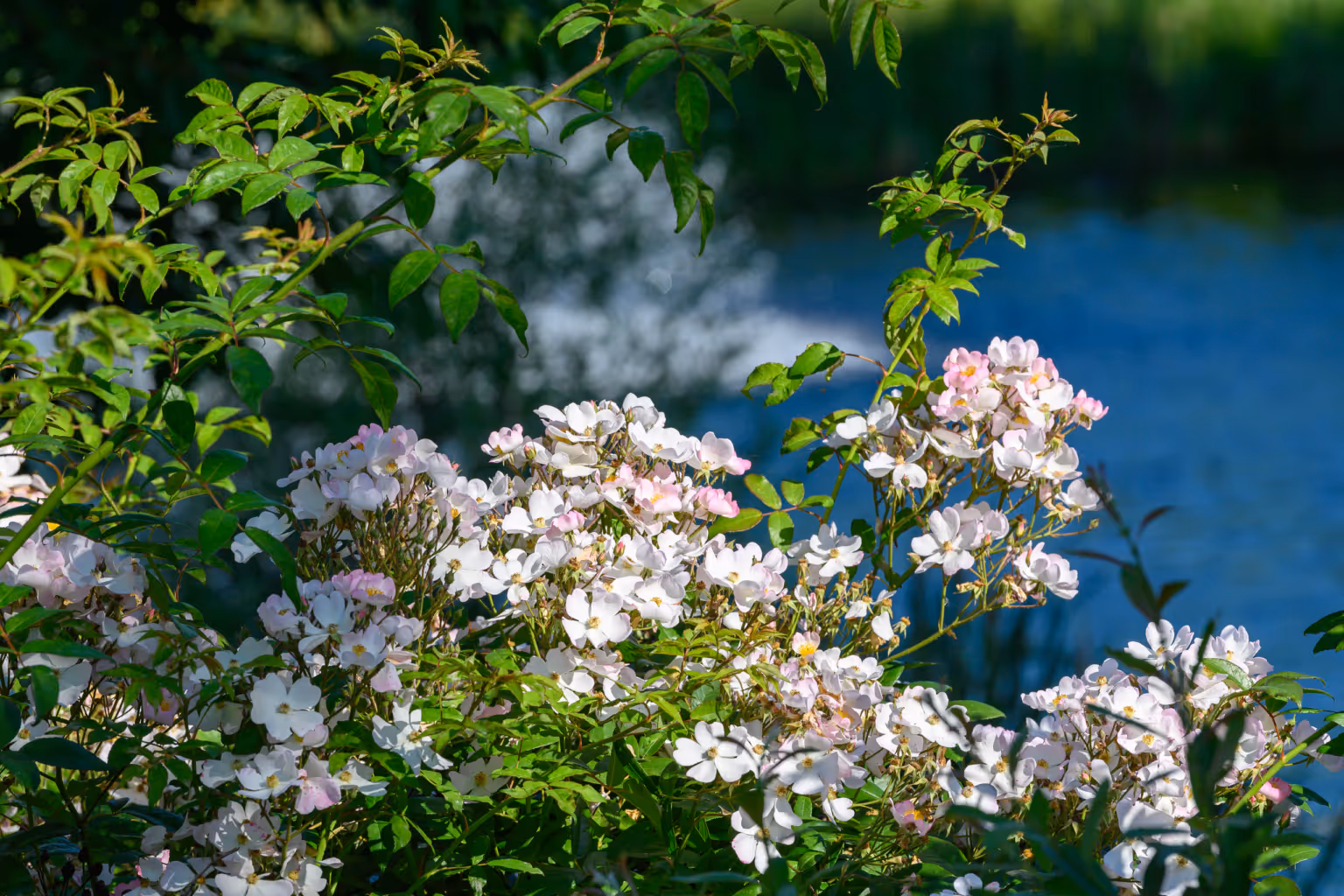 Cator Park