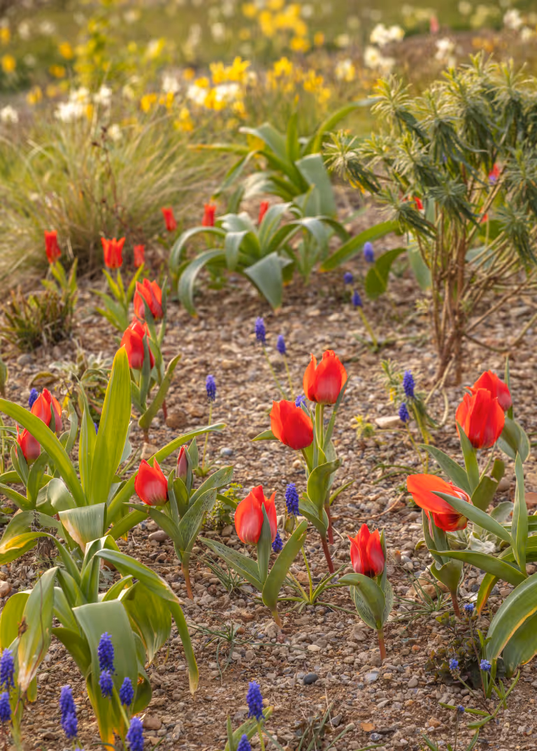 The Queen Elizabeth II Garden