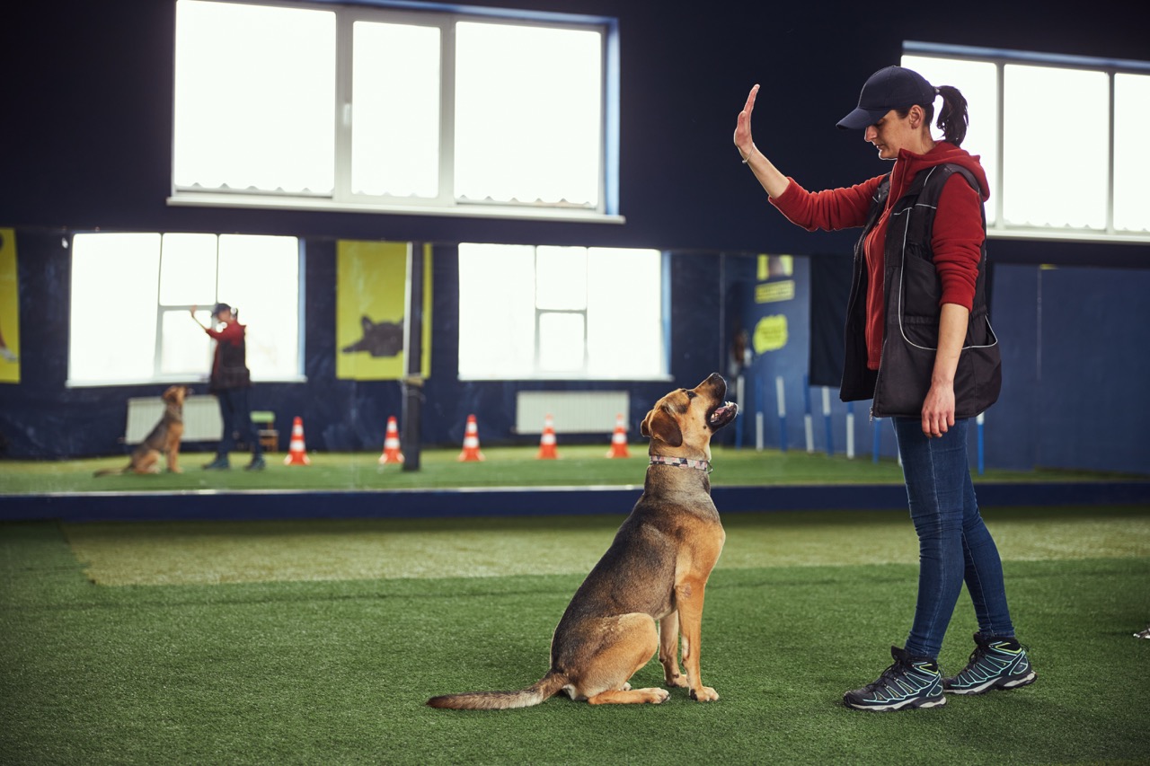 Level 5 Diploma in Canine Training & Instruction