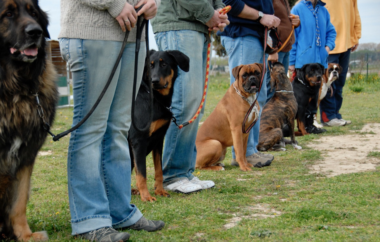 Professional Dog Walker