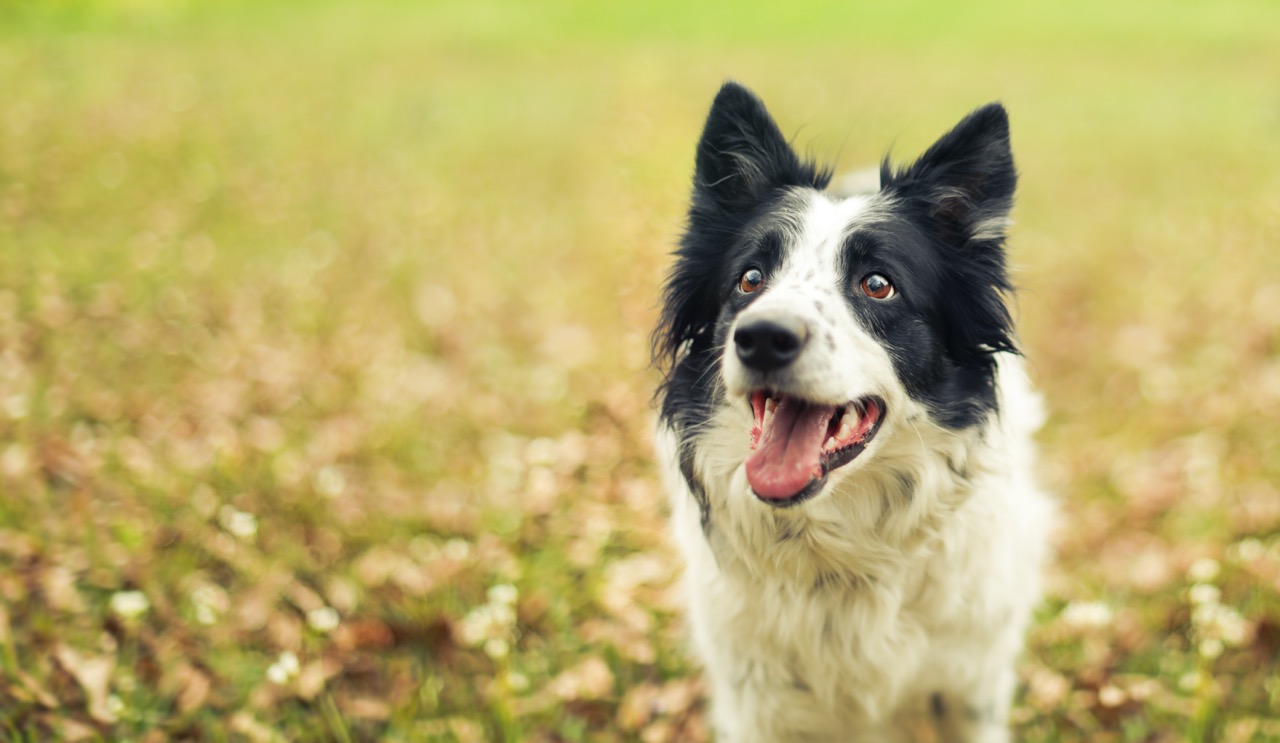Canine Behaviour Practitioner Package