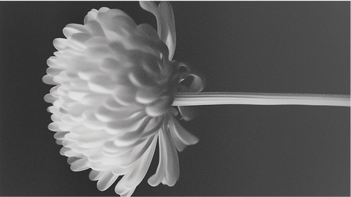 Flower in black and white