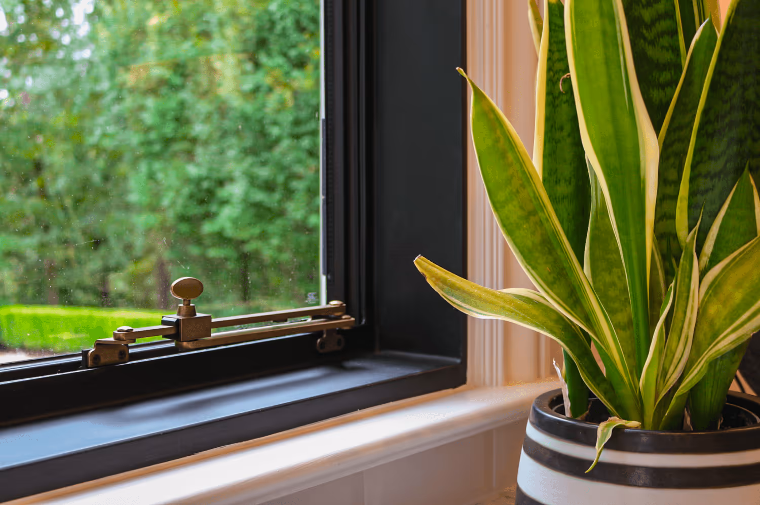 Close-up of a snake plant with green and yellow striped leaves in a black and white pot on a windowsill with a black window frame and greenery outside.
