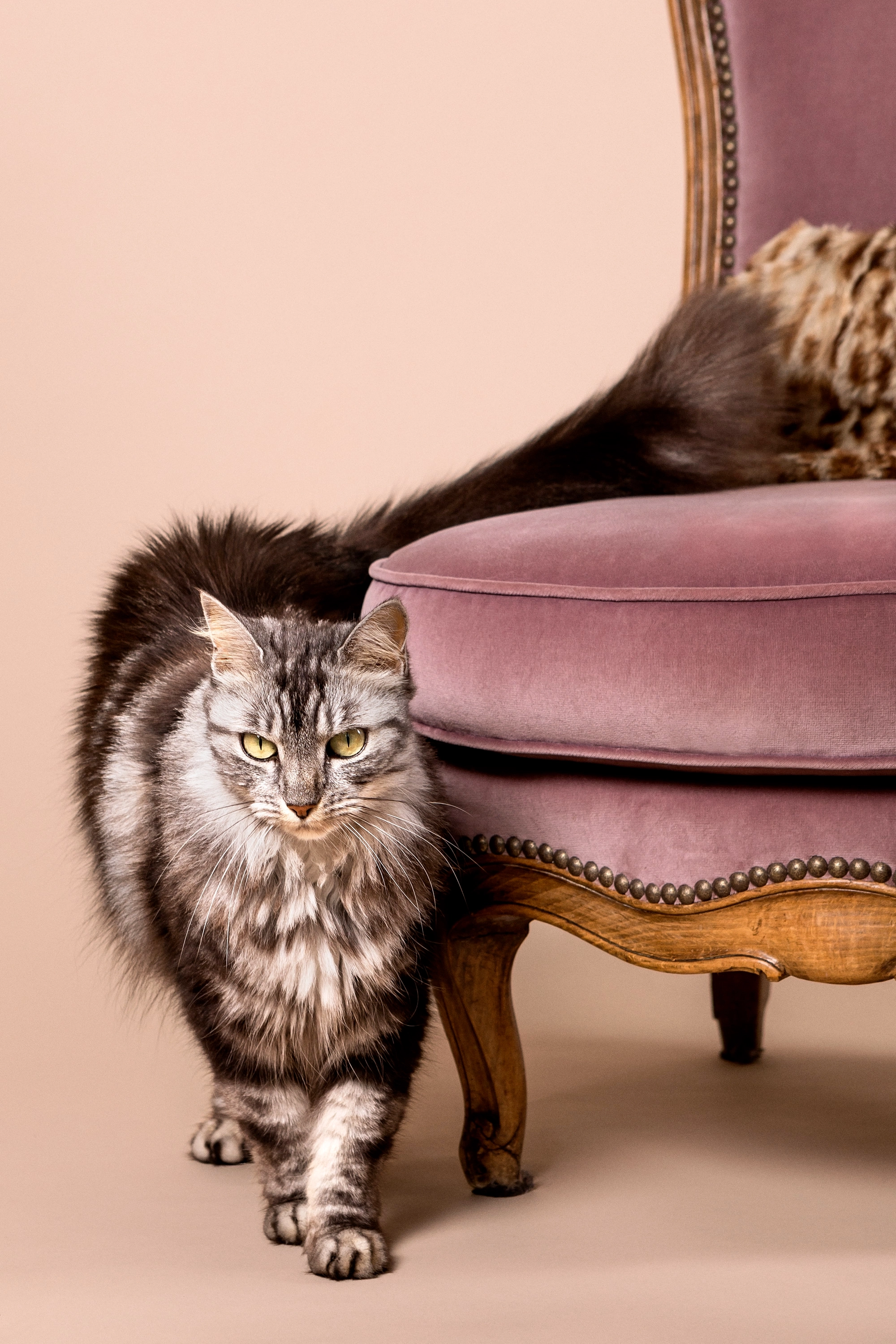 Fluffy gray tabby cat walking beside a pink velvet armchair with wooden legs.