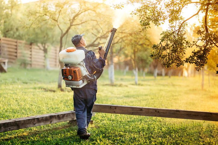 Worker with backpack sprayer treating orchard at golden sunset
