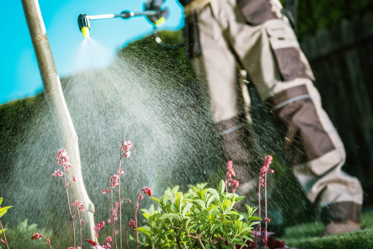 Gardener spraying water on plants with delicate pink flowers