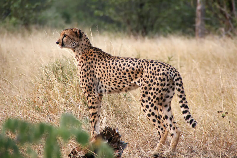 zoo-guadeloupe-conservation-especes-menacees-guepard-asiatique