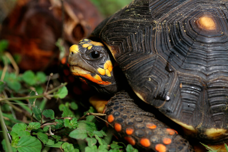 Red-footed Tortoise