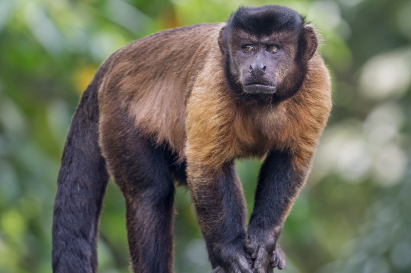 Capucin brun