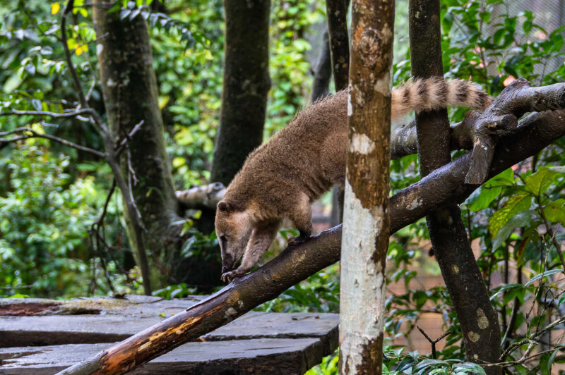 Coati Roux