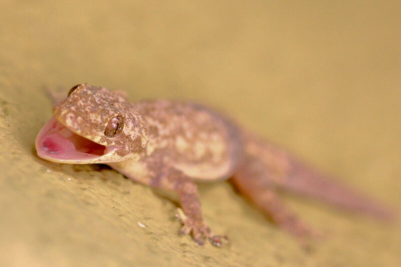 Tropical house gecko