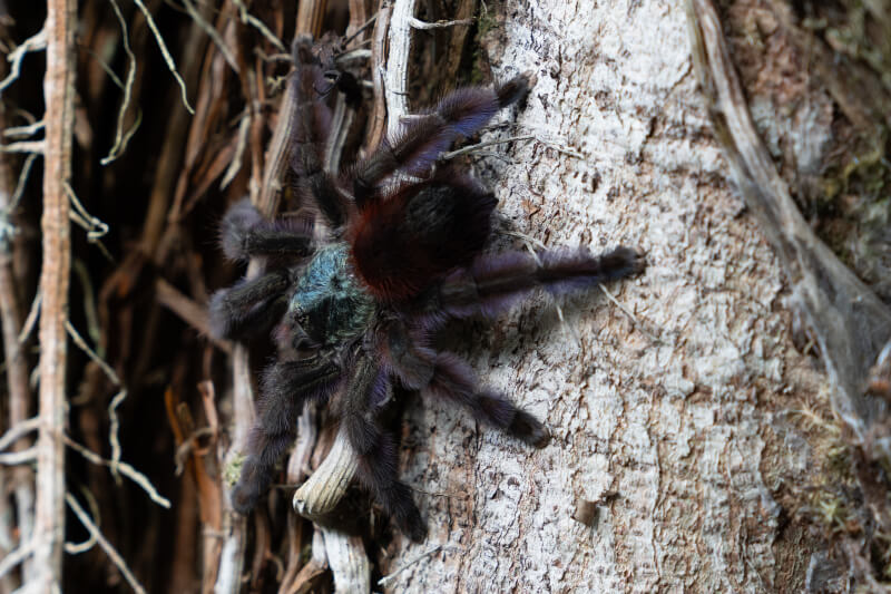Antilles Pinktoe Tarantula