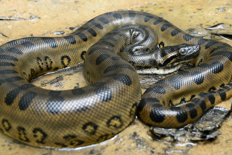 Anaconda