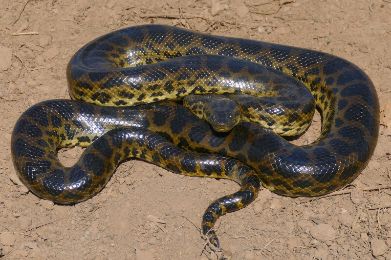 Anaconda