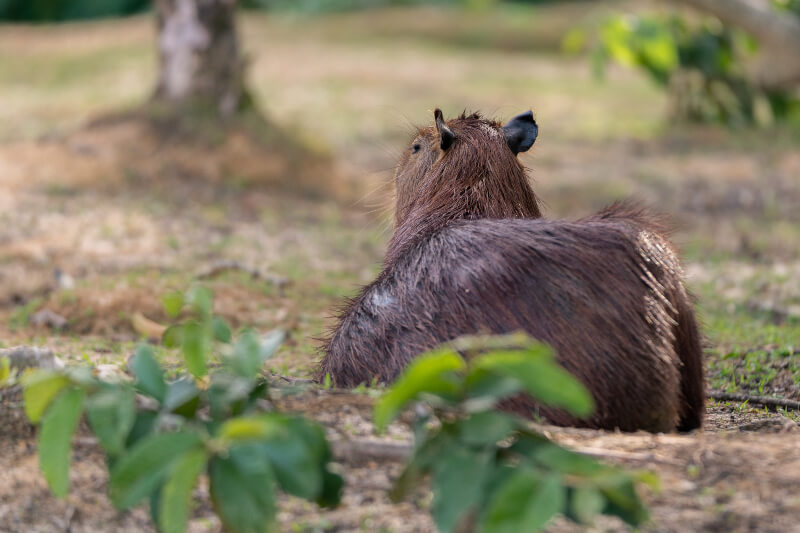 Capybara