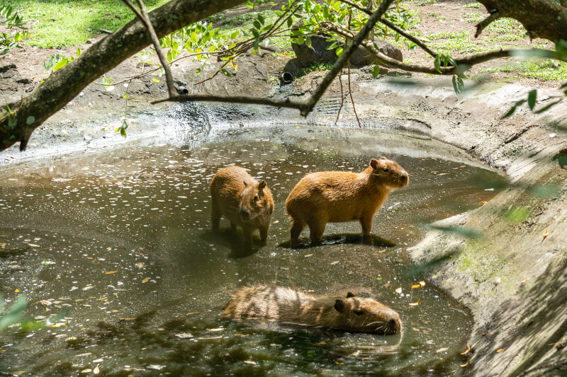 Capybara