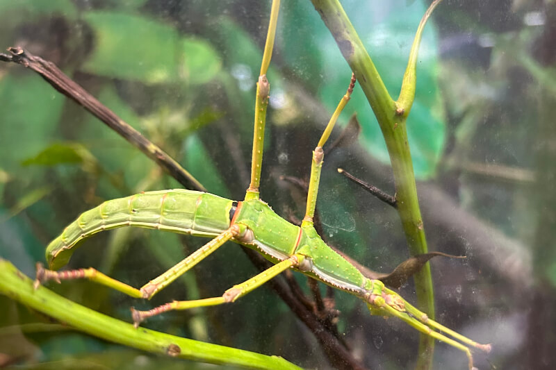 Stick Insect