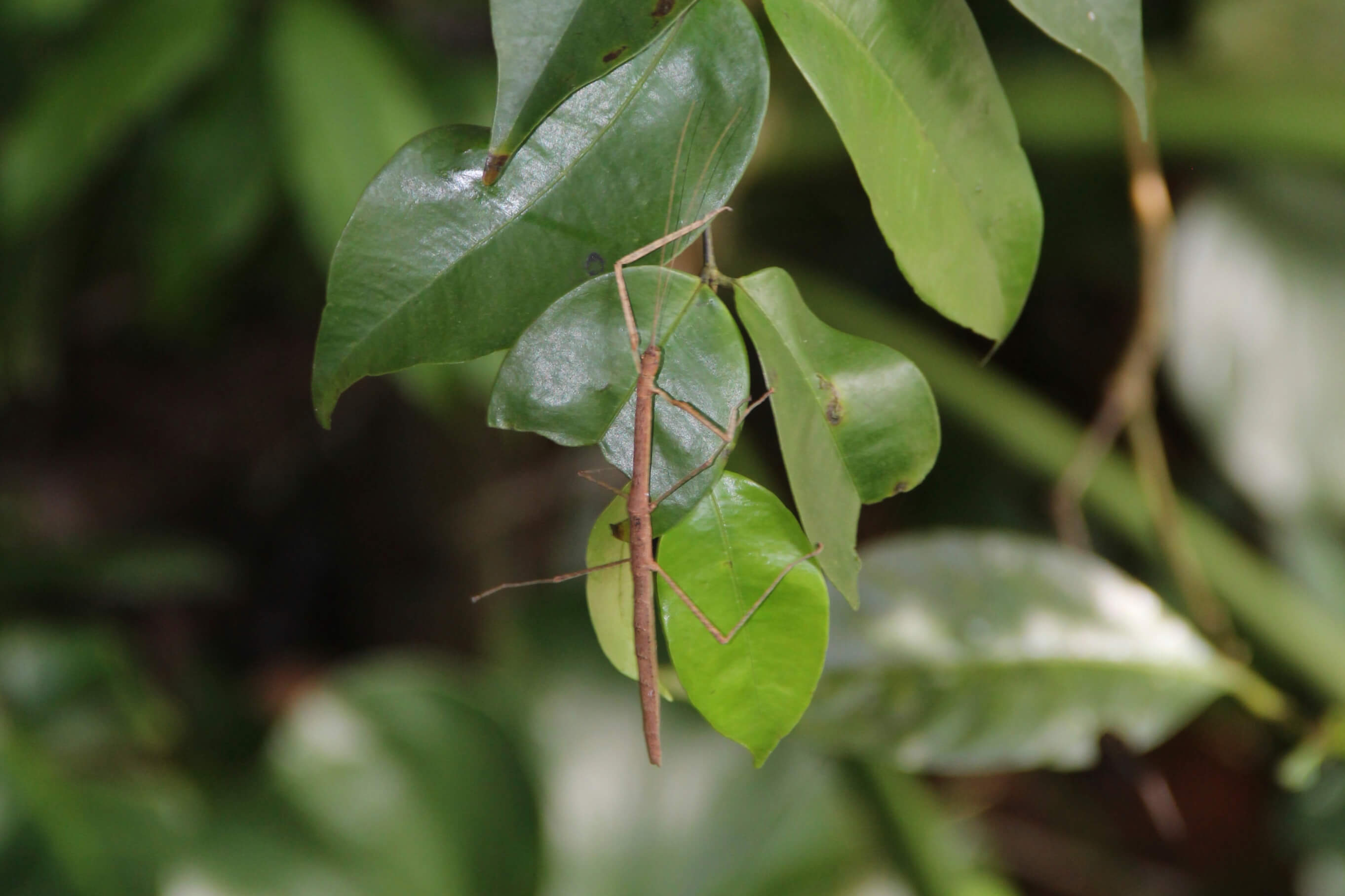 Stick Insect