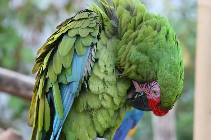 Guacamayo verde